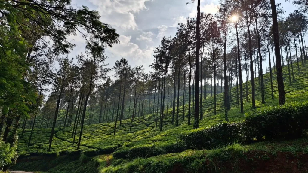 Chikmagalur, Karnataka  tall Coffee trees with sunrise